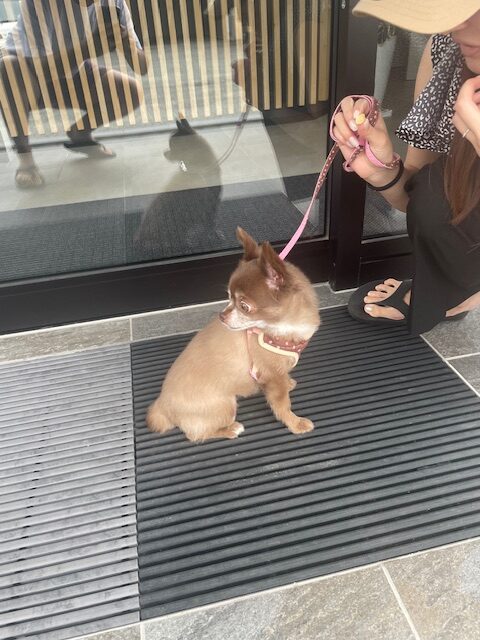 フォルテと犬